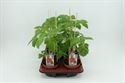 Afbeelding van Tomaat. Cherrytomaat (12cm pot) Bio